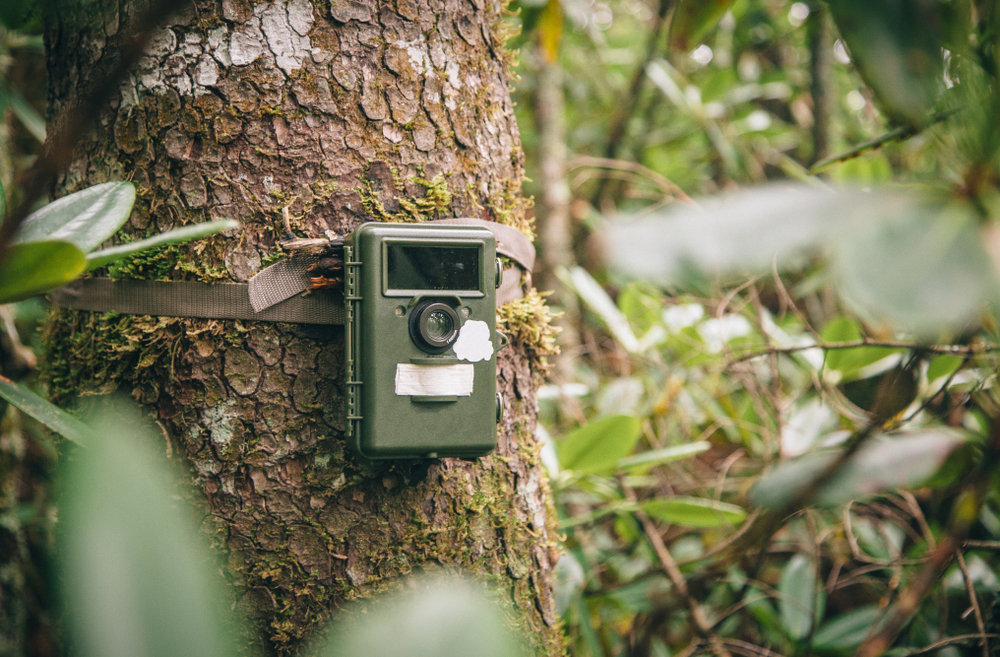Camera trap or trail camera in rhododendron thicket in Sikhote Alin Nature Reserve, Far East Russia