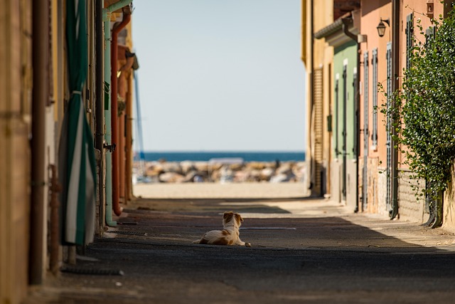 dog in a village street