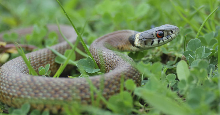 Avoid These Snake Attracting Plants in Your Home or Garden - Featured image