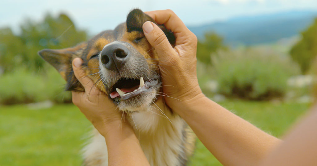 12 Ways Your Dog Shows They’re Truly Happy - Featured image