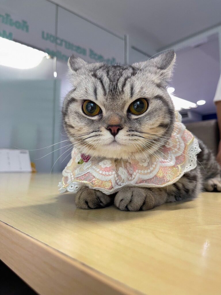 Cat found in Thailand
