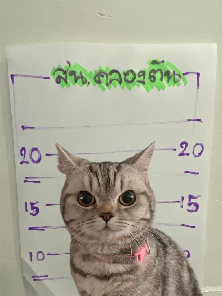 Mug shot of kitty