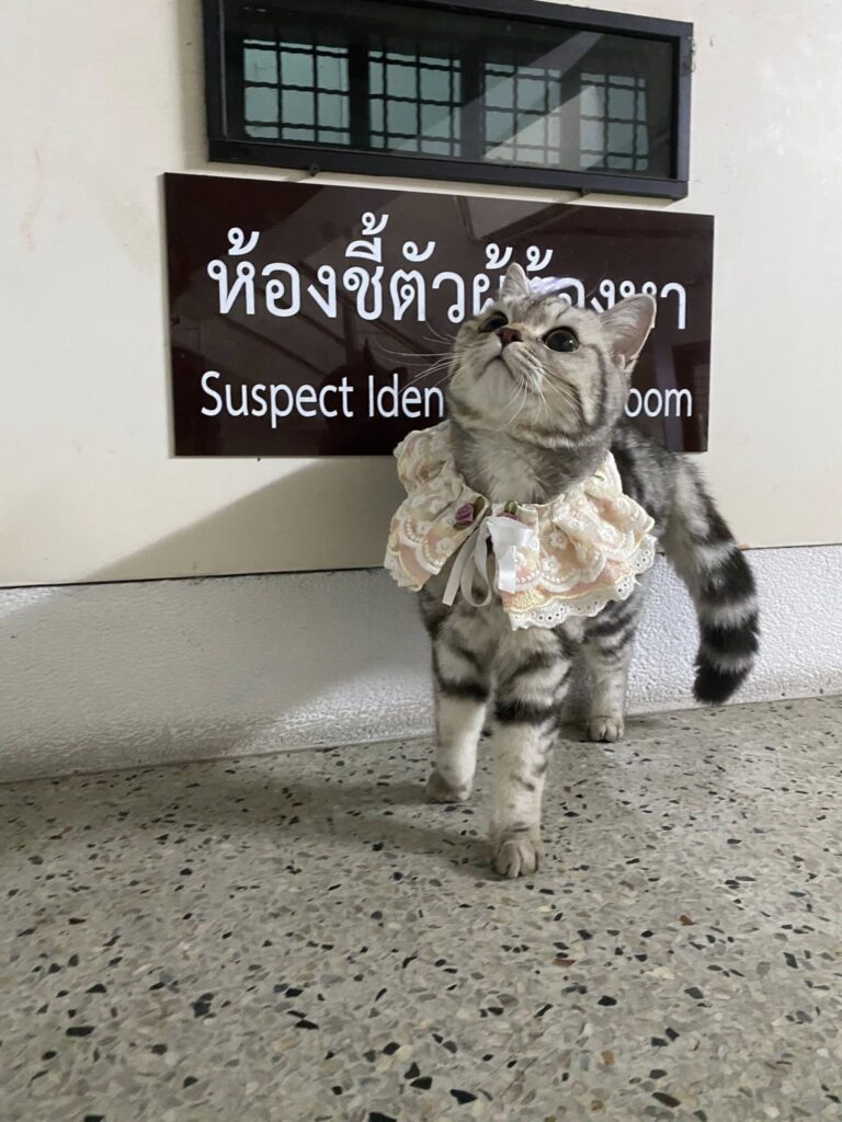 cat ‘arrested’ and help in suspect identification room