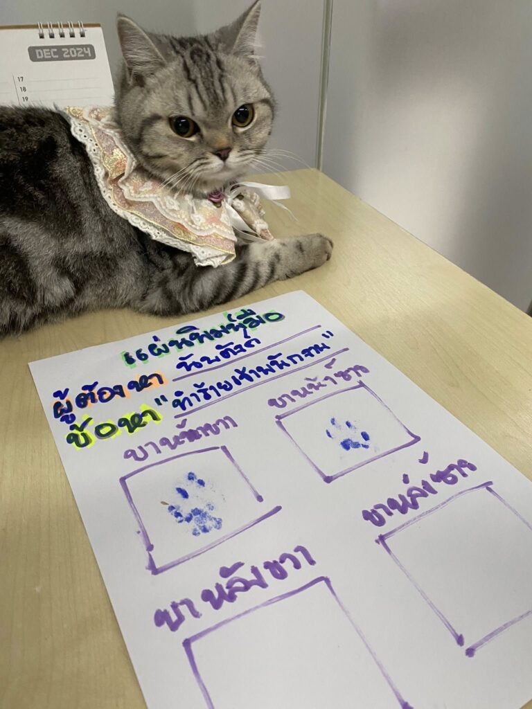 cat with paw prints