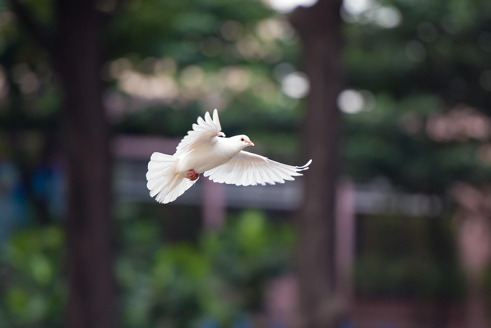 White dove with wings spread in mid-flight against blurred green background, symbolizing peace and remembrance for those who have passed from cancer.