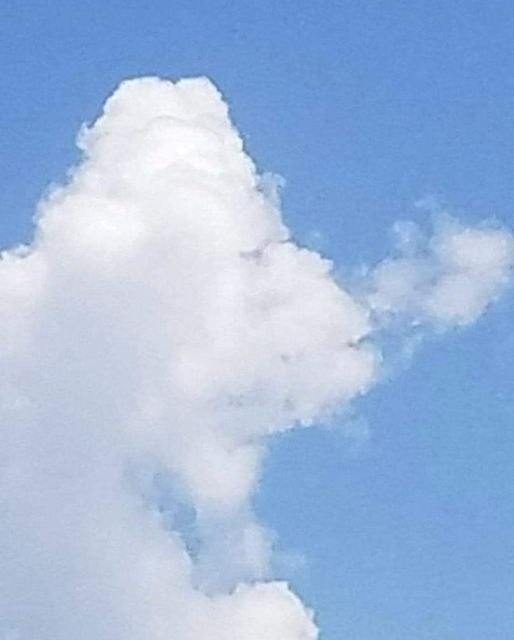 what did your brain tell you? Fish or plane?