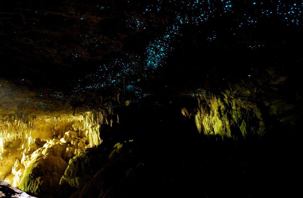 Luminous webs of glowing worms in cave