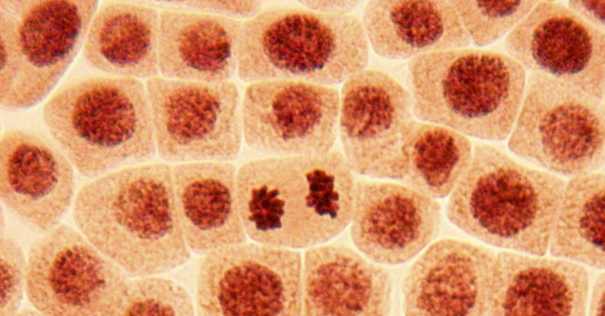 close up of cells under microscope