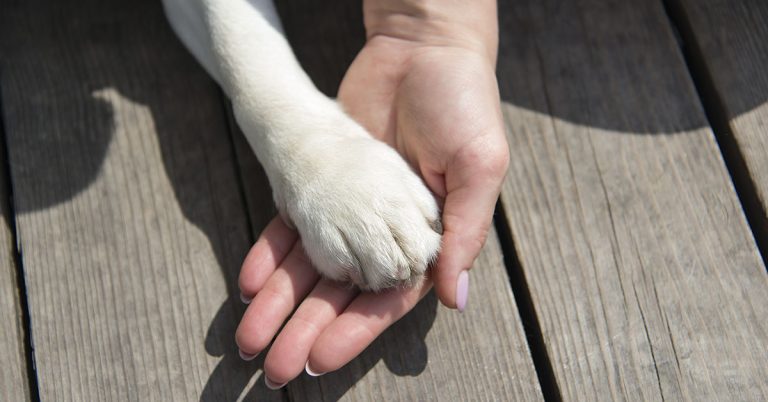 Gentle Dog Abandoned and Starved by Family Now Searching for a New Home - Featured image