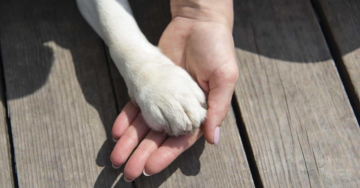 dog paw in humans hand.