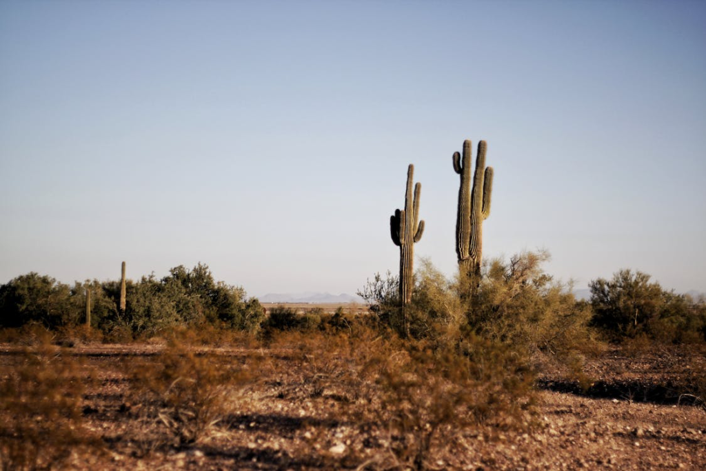 Scottsdale's iconic desert landscape with towering saguaro cacti and clear Arizona skies, representing the natural beauty of this premier retirement destination.