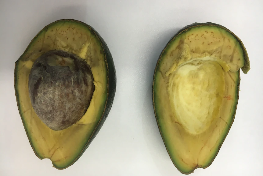 Once cut, avocados quickly turn brown