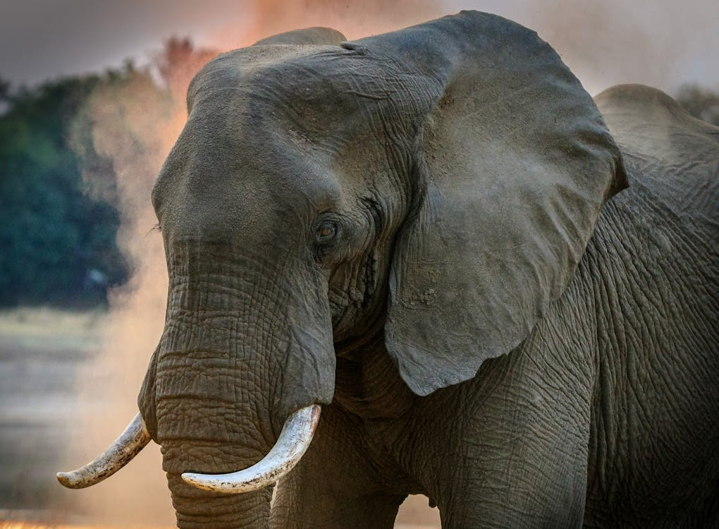 The Elephant - Stubbornness