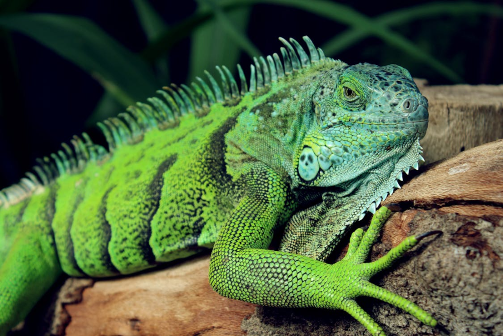 The Iguana - Emotional Detachment