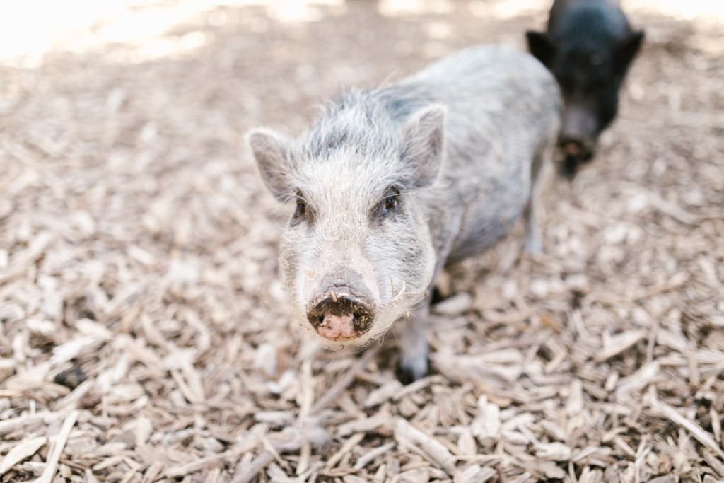 The Pig - Overindulgence