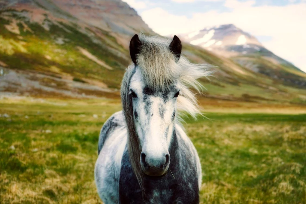 The Horse - Pride