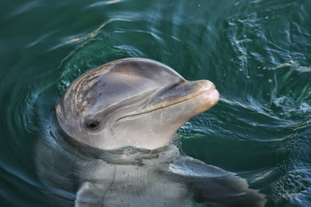 The Dolphin - Impulsiveness