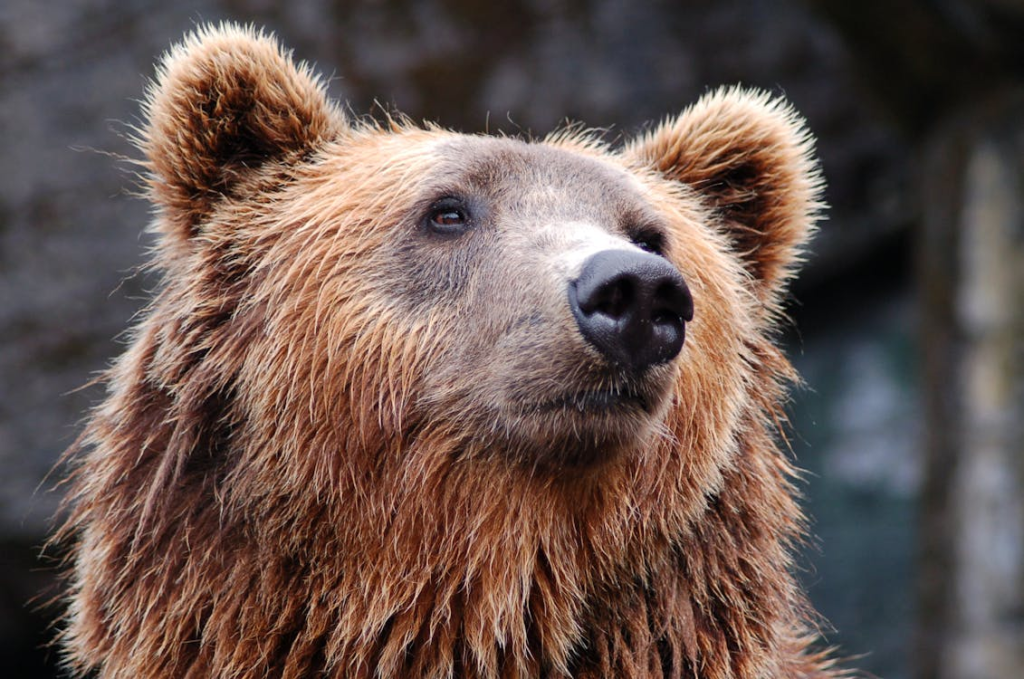 The Bear - Resistance to Change