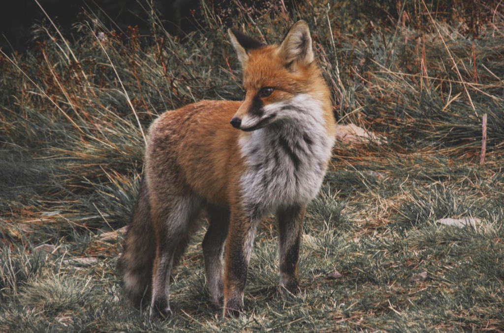 The Fox - Avoidance