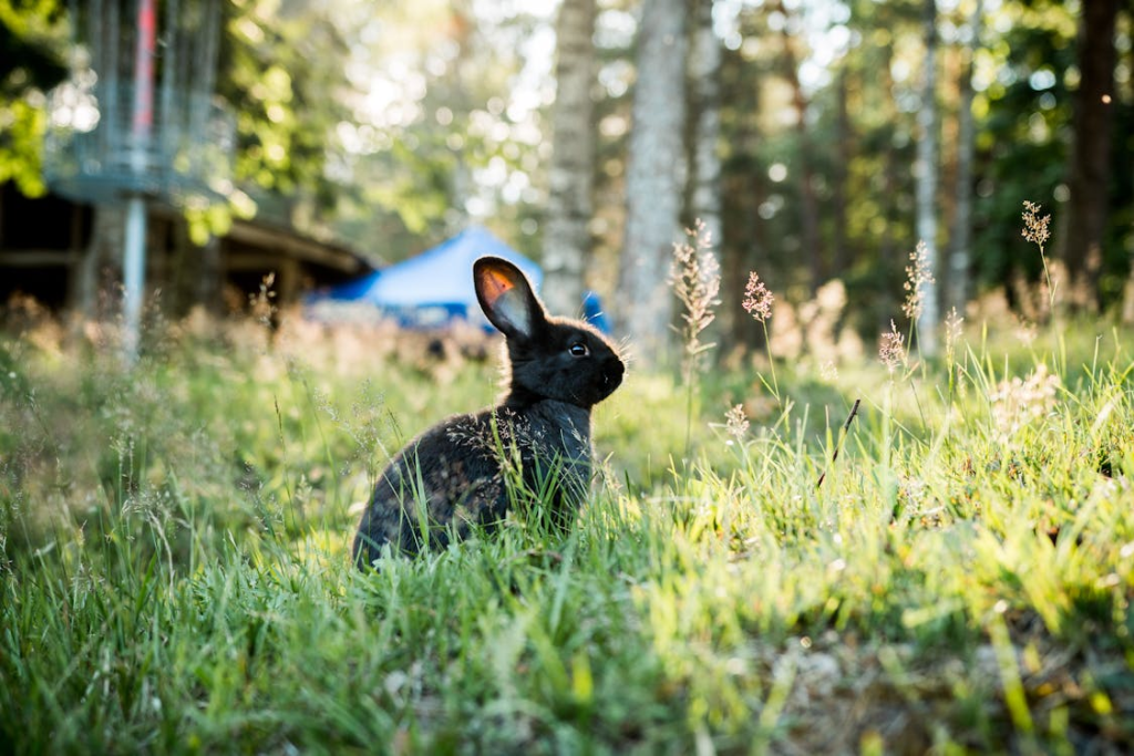 The Rabbit - Insecurity