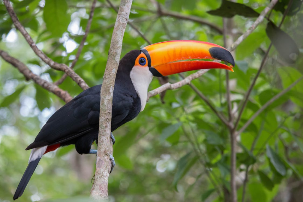 The Toucan - Craving Attention