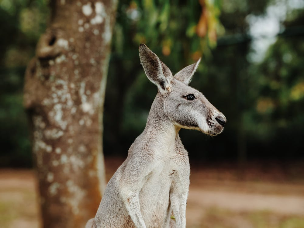 The Kangaroo - Inconsistency