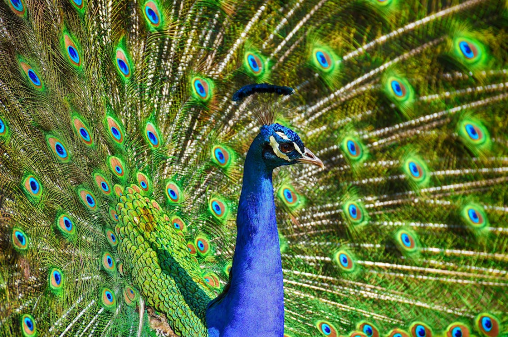 The Peacock - Vanity