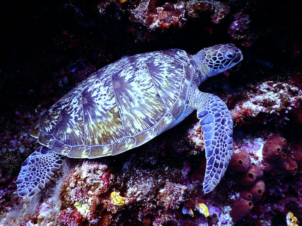 The Turtle - Over-Caution