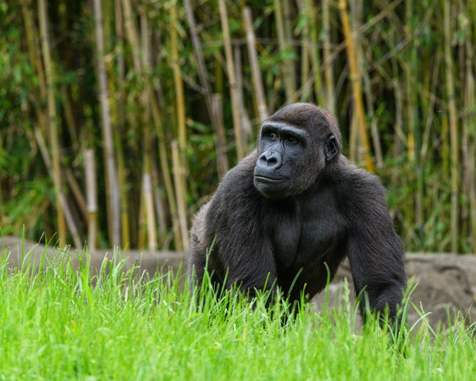 The Gorilla - Controlling Behavior