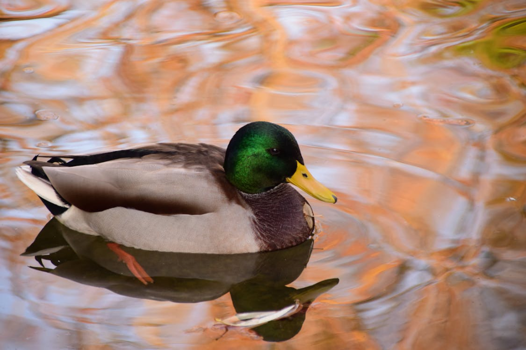 The Duck - Emotional Instability