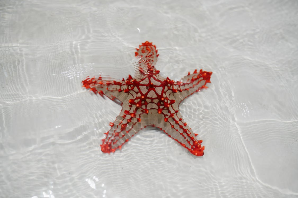The Starfish - Escapism
