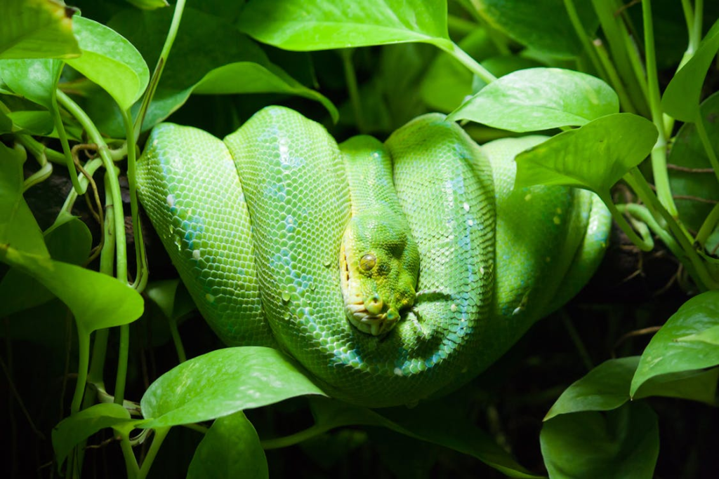 The Snake - Manipulation