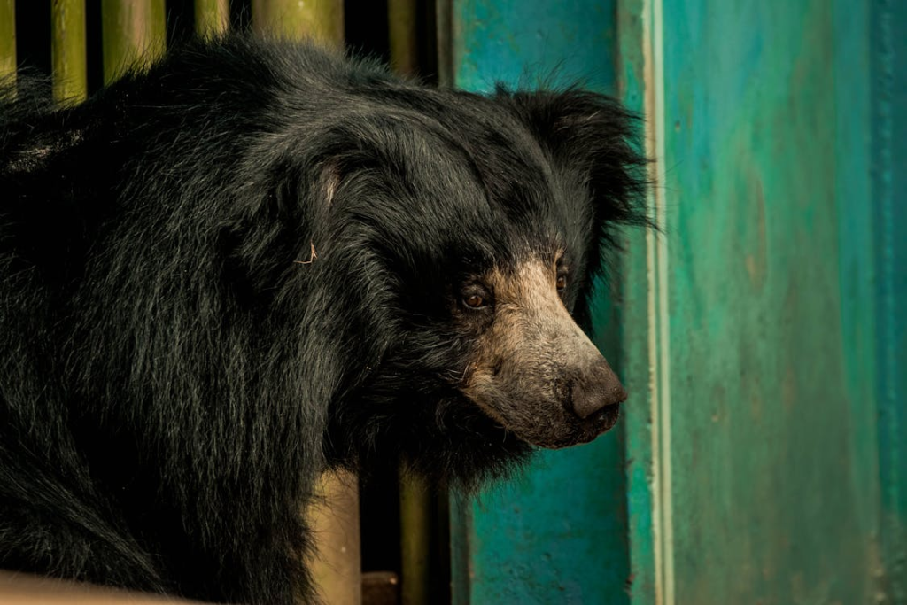 The Sloth Bear - Procrastination