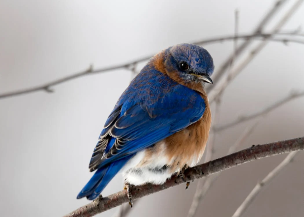 The Bird - Flightiness