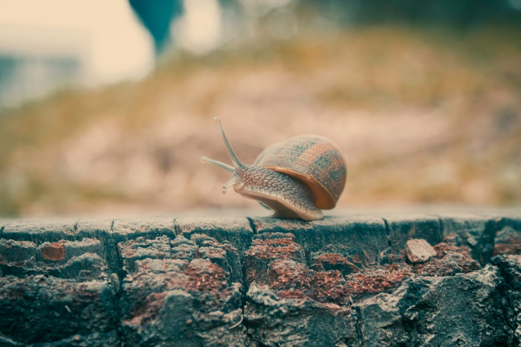 The Snail - Fear of Change