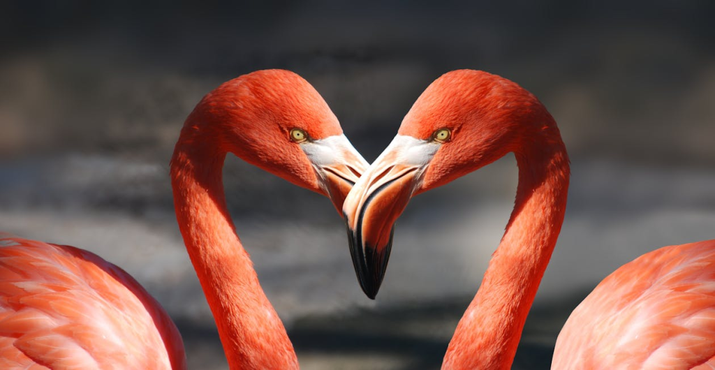 two red flamingoes