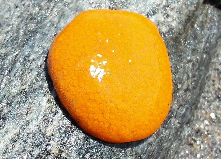 The strange orange blob in the image is no mysterious item - its a marine invertebrate known as sea pork