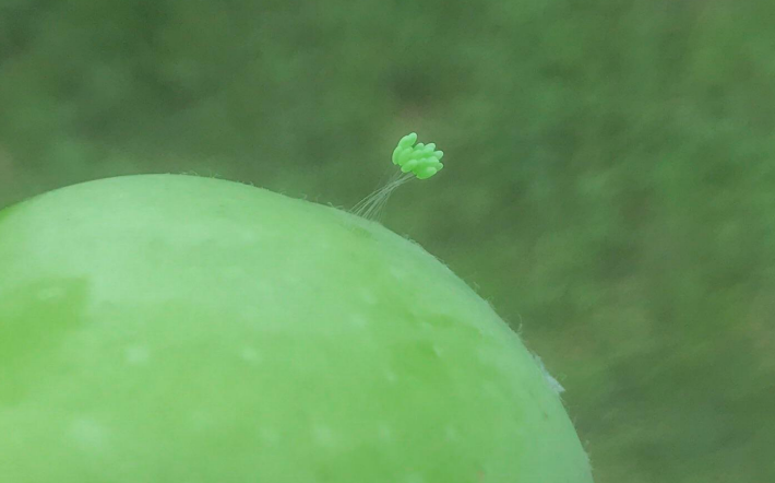 These mysterious items are green lacewing eggs