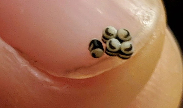 The tiny striped spheres in the image are stink bug eggs