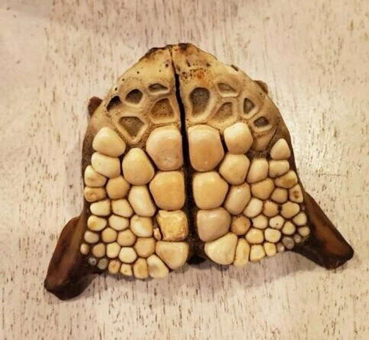 These unique, stone-like structures are part of the fish's pharyngeal skeleton