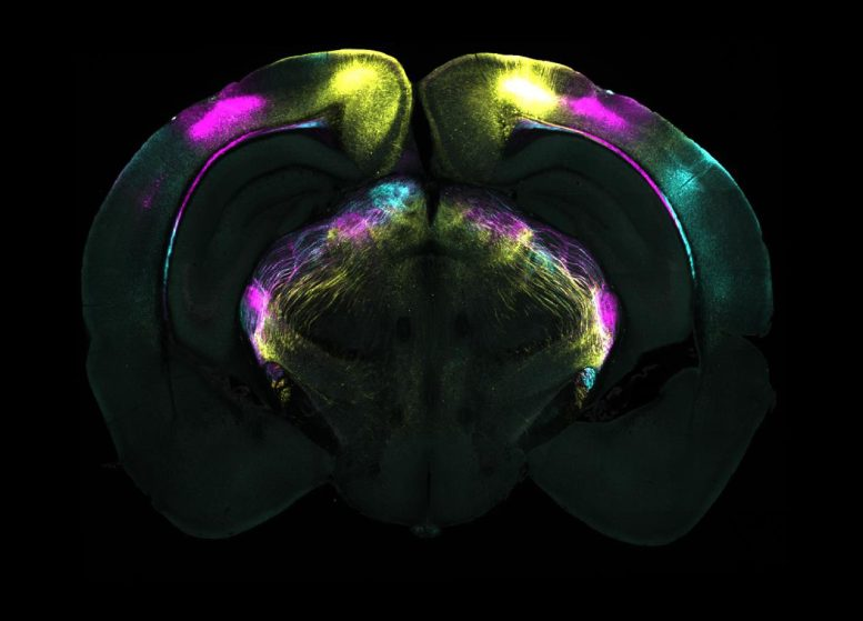 Coronal brain slice showing projections from different visual areas in the cerebral cortex to the ventrolateral geniculate nucleus (vLGN). These pathways are part of the circuit identified as mediating the suppression of instinctive fear responses