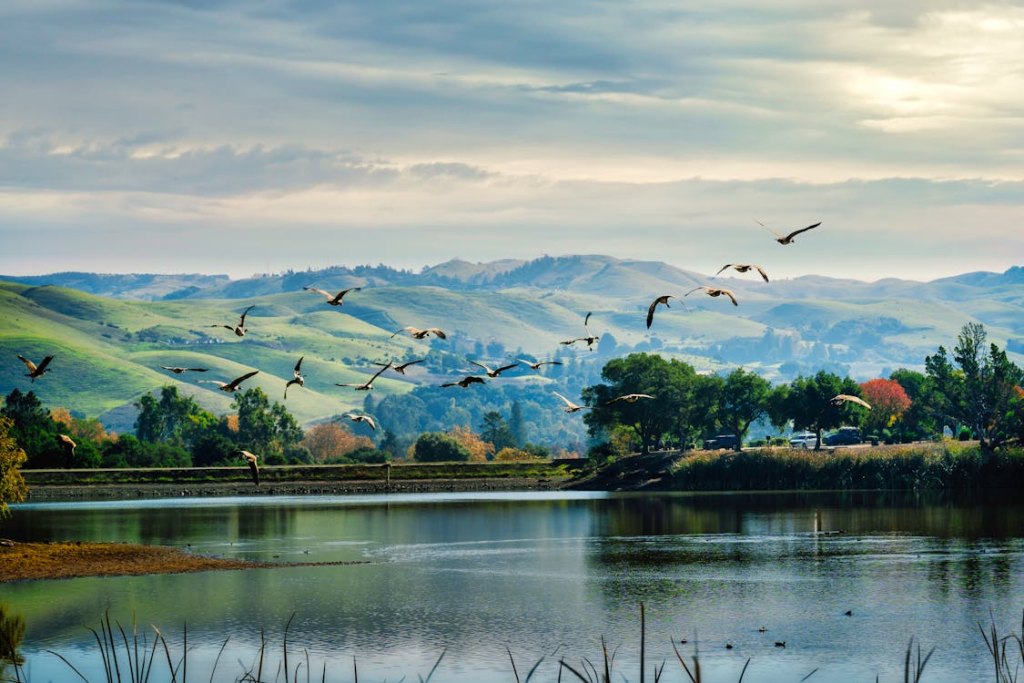San Jose's natural environment with birds flying over a peaceful lake and rolling hills, representing the longevity-supporting lifestyle found in the happiest cities in the US.