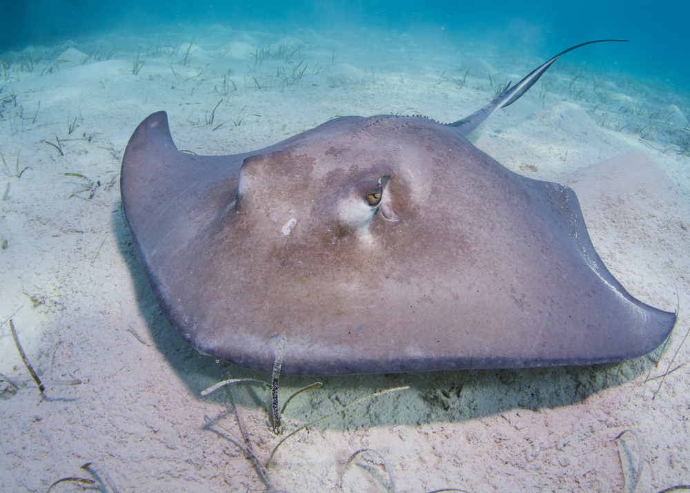 Stingrays in the Bahamas