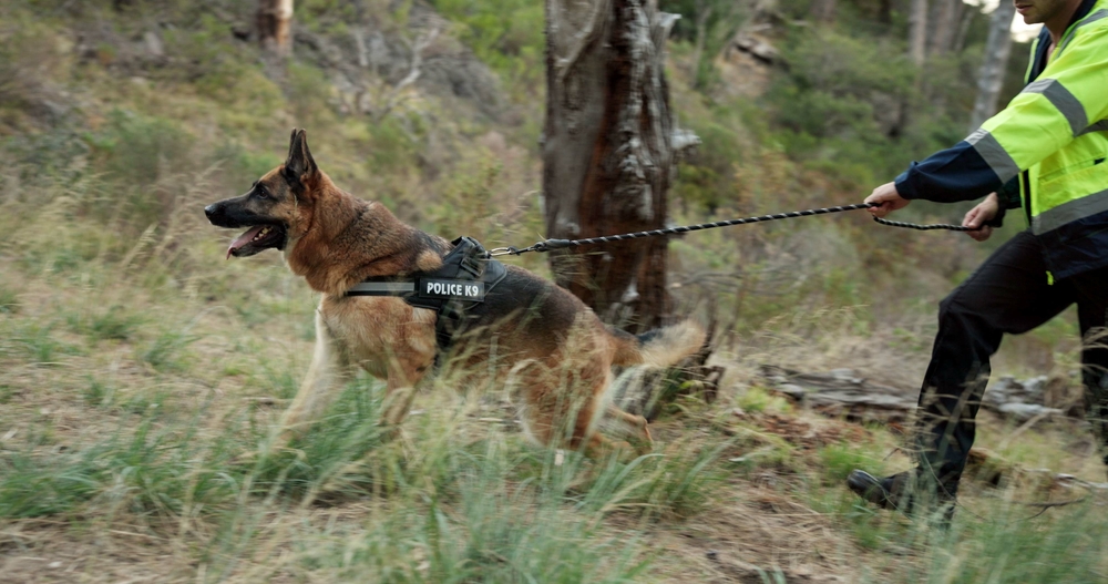 Dog, police officer and man on walk for service in training, search and rescue with scent tracking. German shepherd, animal and government agent on grass for safety, security and learning in woods