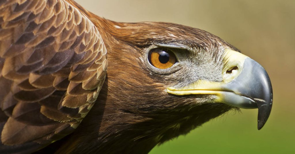 Test Your Vision: Can You Spot The Hidden Animal? - Featured image