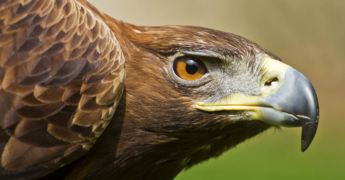 Close up of hawk's face