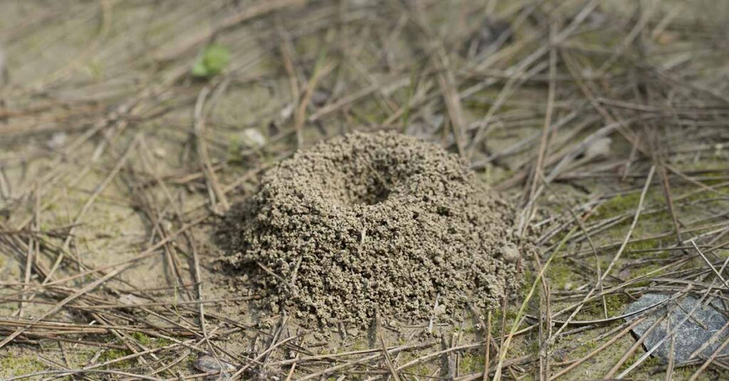 Natural Home Remedies for Getting Rid of Ant Hills in Your Yard - Featured image