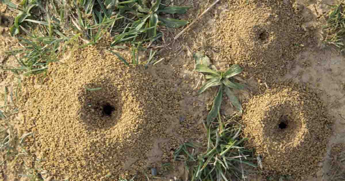 Natural Home Remedies for Getting Rid of Ant Hills in Your Yard