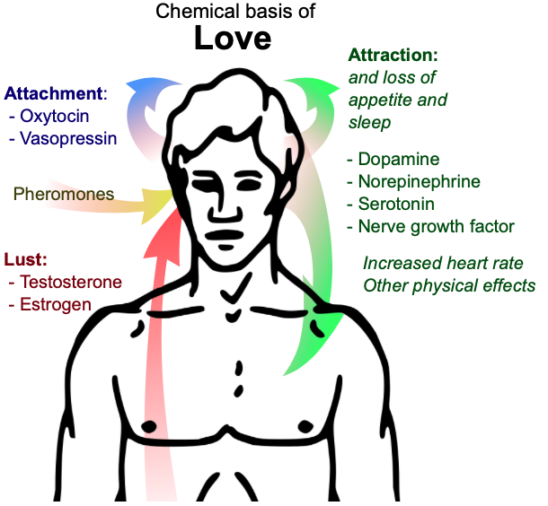 Brain diagram highlighting the chemistry behind falling in love.