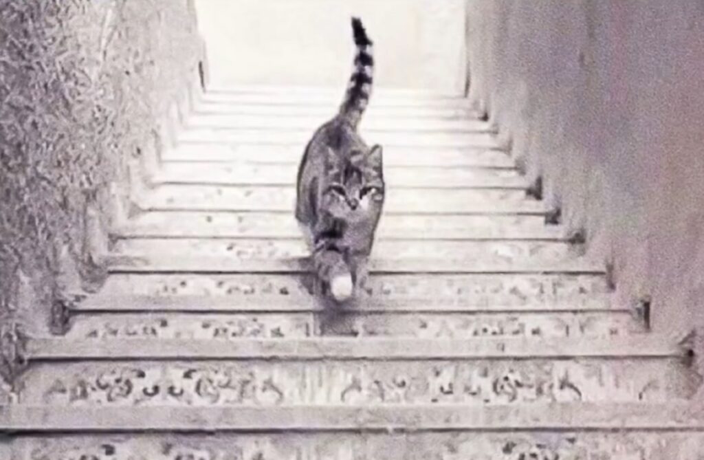 cat on stairs